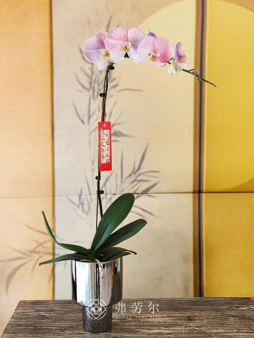 JT如花似锦 商品图0