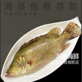 桂花鱼约1.5斤/条（超重补差价）仅限群光店 /条