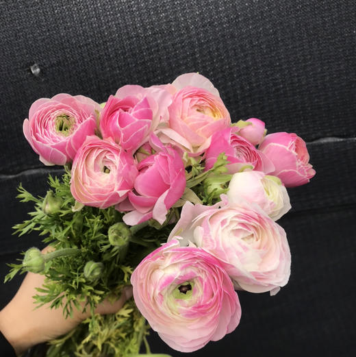 超级洋牡丹.瓷 商品图0