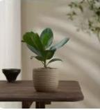 琴叶榕盆栽1*1盆 商品图0