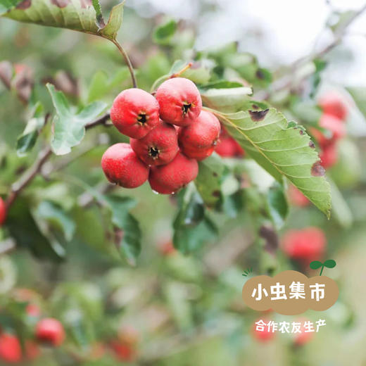 生态山楂零食系列 山楂条/山楂糕 | 合作农友生产，来自北京顺义，生产者：分享收获 *【公平贸易农人定价】 商品图6