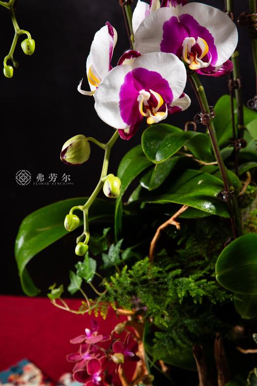 蛇星高照 商品图2