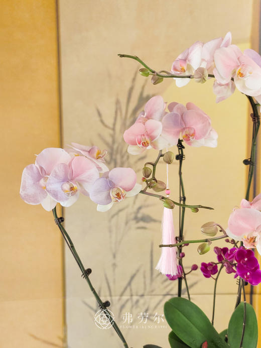 JT事事顺心 商品图2