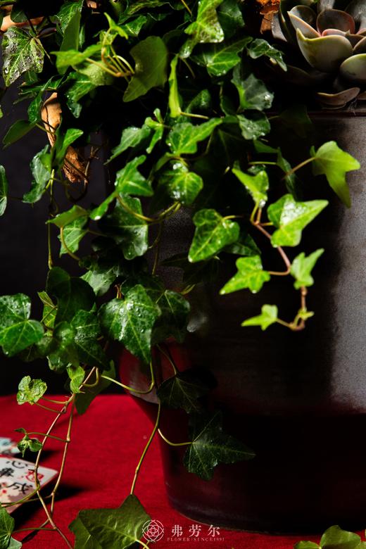 祥蛇兆瑞 商品图2