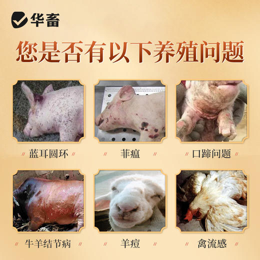 华畜菲蓝清非瘟蓝耳 免疫力强 地抗病毒 商品图1