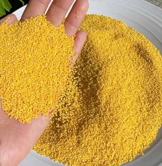 老米优品🎈 一年只产一季。绿色纯天然，养生之道！《山西农家自产黄小米》颗颗金黄粒粒饱满  780g/罐 商品图7