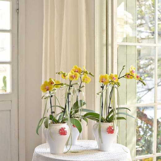 《招财进宝》春节年宵花蝴蝶兰盆栽007款 商品图9