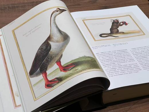 《法国国家自然博物馆犊皮纸博物画：艺术与科学的传世瑰宝》，作者:[法] 帕斯卡莱·厄泰尔/米歇尔·勒努瓦，译者:金小燕，14斤重、633页，大8开，布面精装带函套，华中科技大学出版社2020年1月一版 商品图8