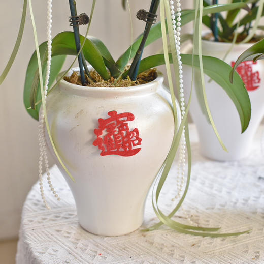《招财进宝》春节年宵花蝴蝶兰盆栽007款 商品图6