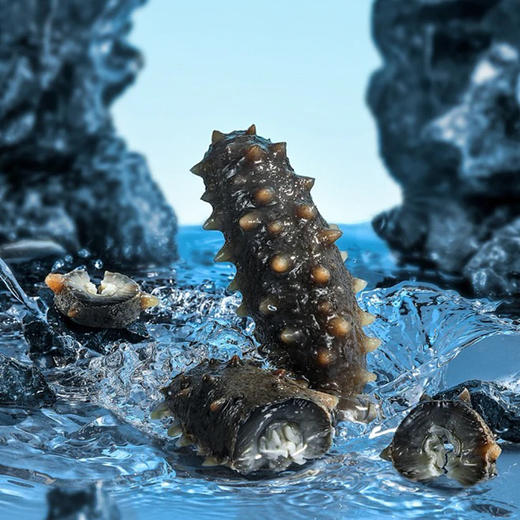 融五福 正宗大连精制干海参  滋补佳品营养丰富泡发率高礼盒装送礼推荐 商品图3