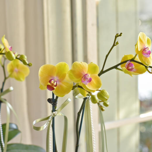 《招财进宝》春节年宵花蝴蝶兰盆栽007款 商品图7