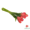 【单瓣郁金香】 臻红 10枝一扎 商品缩略图3