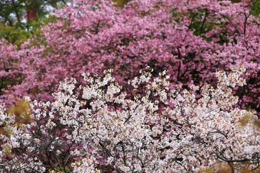 户外@【樱李同行】新丰樱花峪赏樱花+翁源三华村李花1天 商品图7