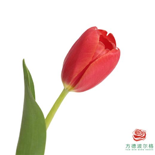 【单瓣郁金香】 臻红 10枝一扎 商品图0