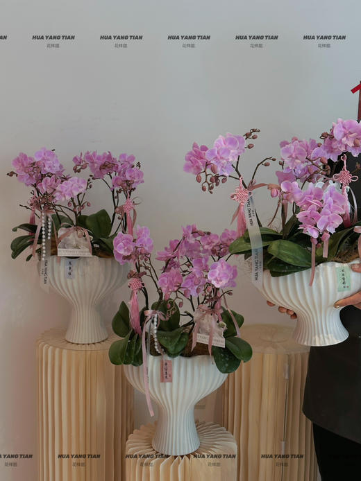 柔粉鎏金 桃花朵朵蝴蝶兰盆栽（每盆形态不同，介意慎拍） 商品图3
