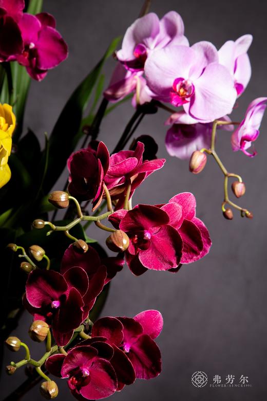 金蛇兆好运 商品图2