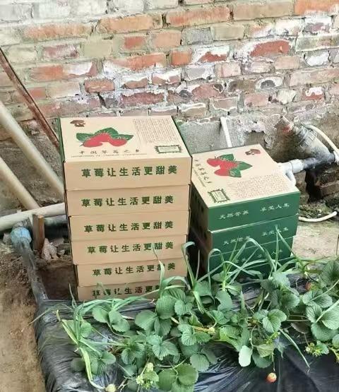 【本周六4月11日，早晨采摘、当日送到自提点】生态红颜草莓丨2斤一份/4斤礼盒（昌平） 商品图1