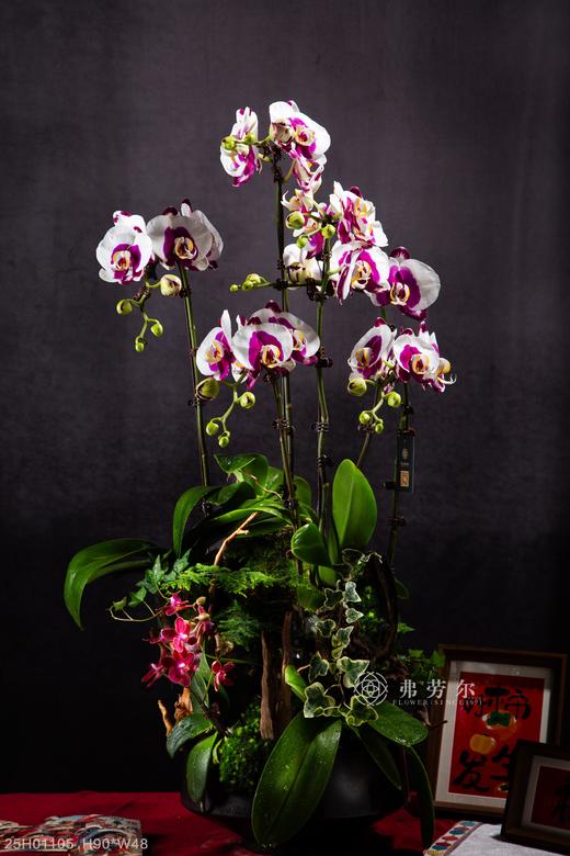 蛇星高照 商品图0