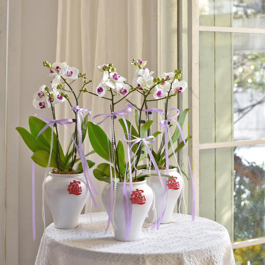 《招财进宝》春节年宵花蝴蝶兰盆栽007款 商品图2