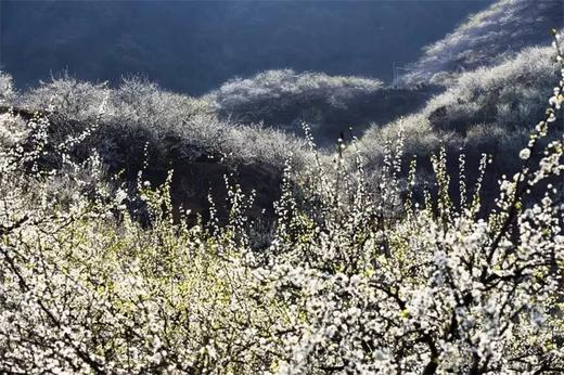 户外@【樱李同行】新丰樱花峪赏樱花+翁源三华村李花1天 商品图5