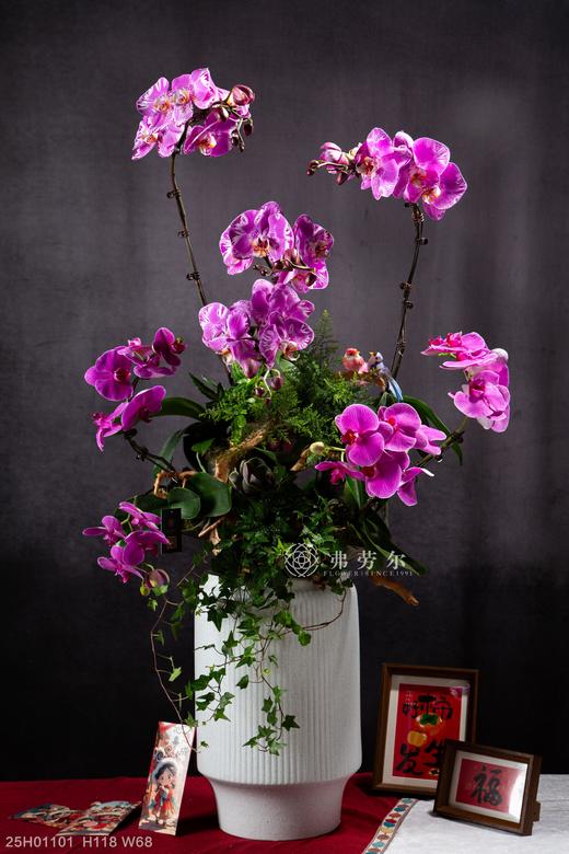 蛇腾盛世 商品图0