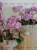 柔粉鎏金 桃花朵朵蝴蝶兰盆栽（每盆形态不同，介意慎拍） 商品缩略图4