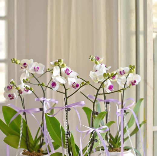 《招财进宝》春节年宵花蝴蝶兰盆栽007款 商品图3