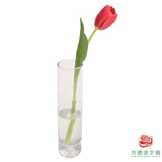 【单瓣郁金香】 臻红 10枝一扎 商品图6