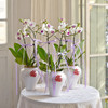 《招财进宝》春节年宵花蝴蝶兰盆栽007款 商品缩略图0
