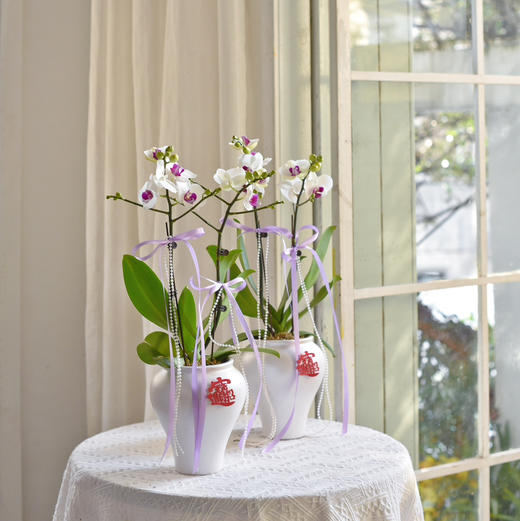 《招财进宝》春节年宵花蝴蝶兰盆栽007款 商品图4