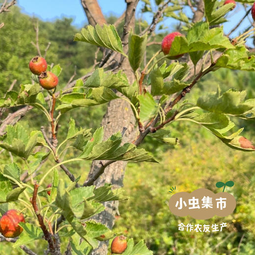 生态山楂零食系列 山楂条/山楂糕 | 合作农友生产，来自北京顺义，生产者：分享收获 *【公平贸易农人定价】 商品图11