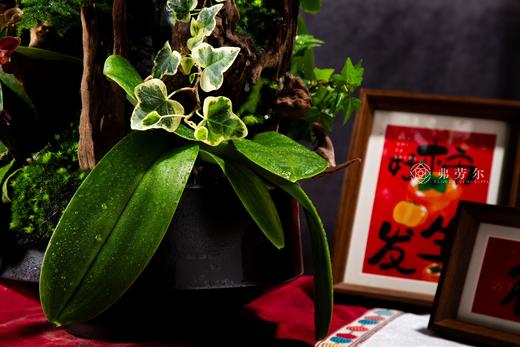 蛇星高照 商品图3