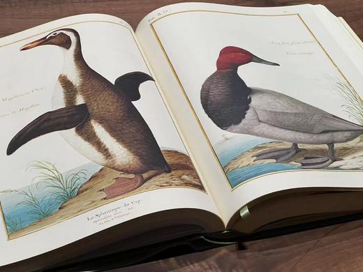 《法国国家自然博物馆犊皮纸博物画：艺术与科学的传世瑰宝》，作者:[法] 帕斯卡莱·厄泰尔/米歇尔·勒努瓦，译者:金小燕，14斤重、633页，大8开，布面精装带函套，华中科技大学出版社2020年1月一版 商品图9