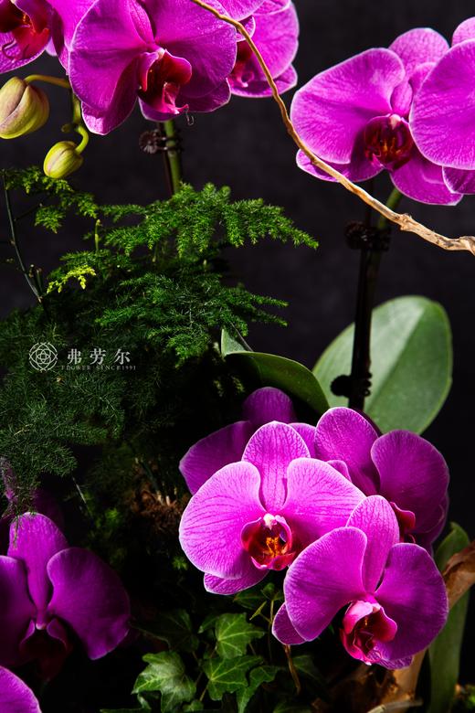 金蛇送喜 商品图1