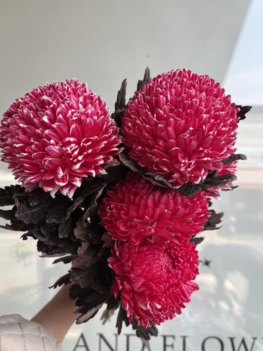 马来西亚-【牡丹菊】古典红 商品图0