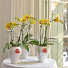 《招财进宝》春节年宵花蝴蝶兰盆栽007款 商品缩略图11