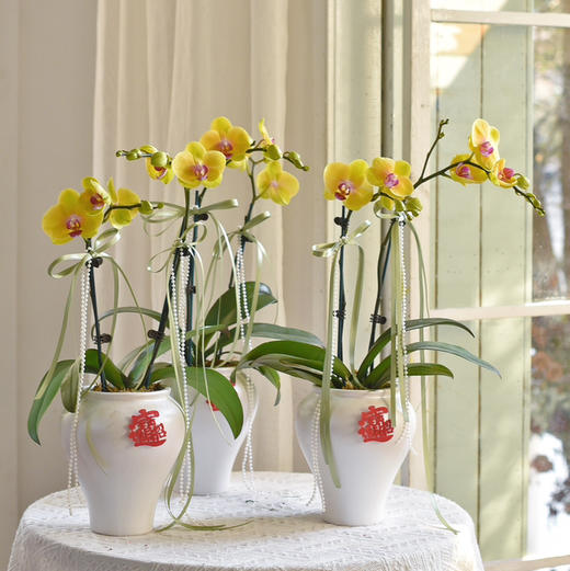 《招财进宝》春节年宵花蝴蝶兰盆栽007款 商品图11