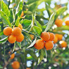 广西脆蜜金桔 1.6斤 商品缩略图3
