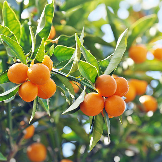 广西脆蜜金桔 1.6斤 商品图3