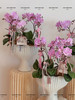 柔粉鎏金 桃花朵朵蝴蝶兰盆栽（每盆形态不同，介意慎拍） 商品缩略图2
