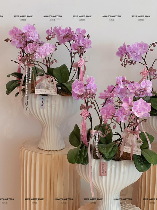 柔粉鎏金 桃花朵朵蝴蝶兰盆栽（每盆形态不同，介意慎拍） 商品图2