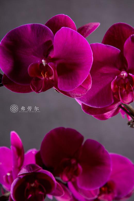 蛇影翻腾 商品图2