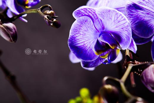 祥蛇兆瑞 商品图5