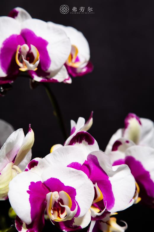 蛇星高照 商品图1