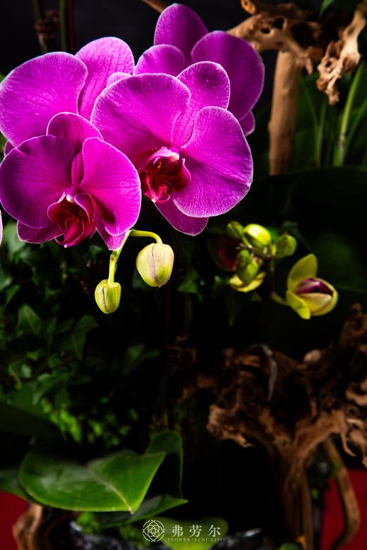 蛇岁呈祥 商品图2