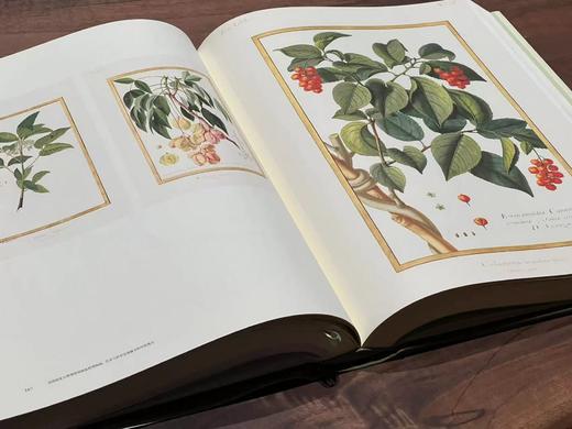 《法国国家自然博物馆犊皮纸博物画：艺术与科学的传世瑰宝》，作者:[法] 帕斯卡莱·厄泰尔/米歇尔·勒努瓦，译者:金小燕，14斤重、633页，大8开，布面精装带函套，华中科技大学出版社2020年1月一版 商品图13