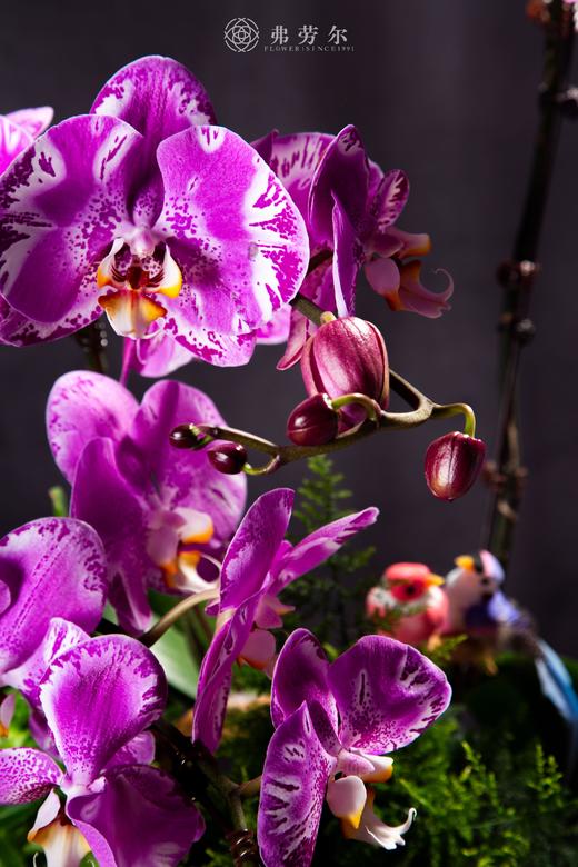 蛇腾盛世 商品图2