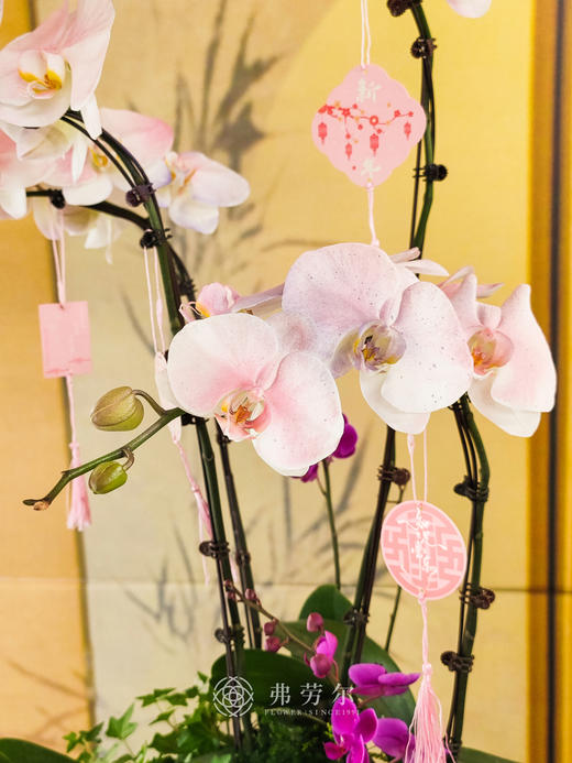 JT事事顺心 商品图1