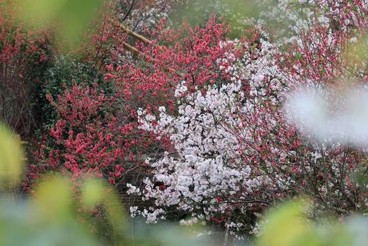 户外@【樱李同行】新丰樱花峪赏樱花+翁源三华村李花1天 商品图4