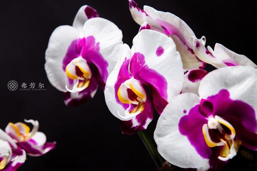 蛇报佳春 商品图1